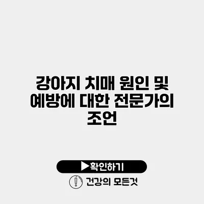 강아지 치매 원인 및 예방에 대한 전문가의 조언
