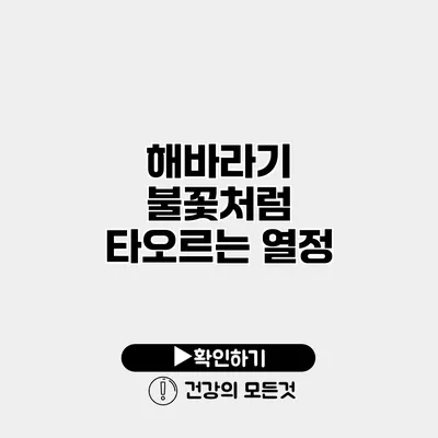 해바라기 불꽃처럼 타오르는 열정
