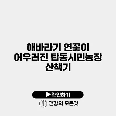 해바라기 연꽃이 어우러진 탑동시민농장 산책기